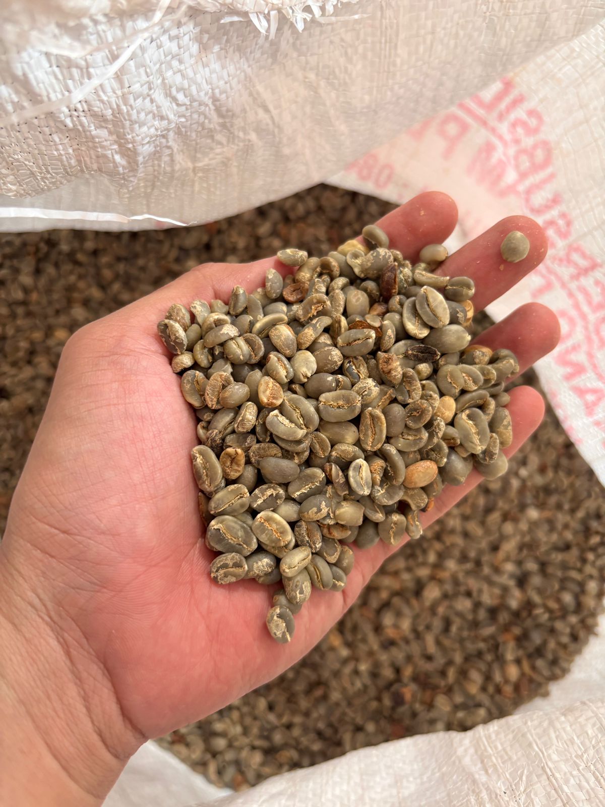 Green beans coffee arabica Argopuro Jember Natural Process Grade A