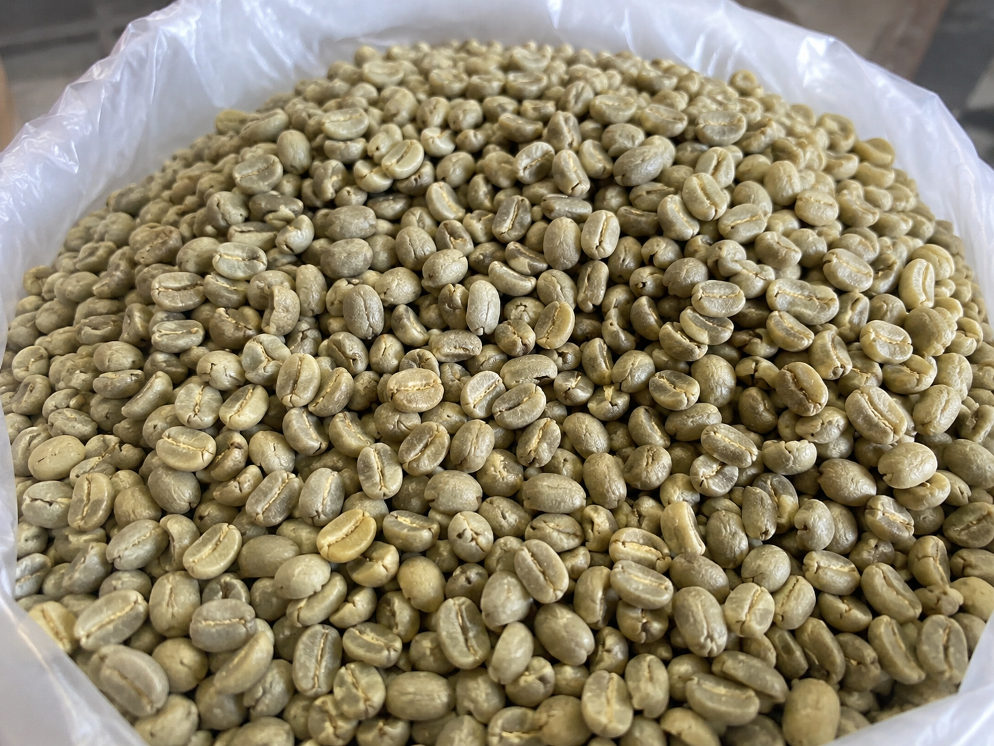 Green beans coffee Robusta Argopuro Jember Grade A Huller & Dried