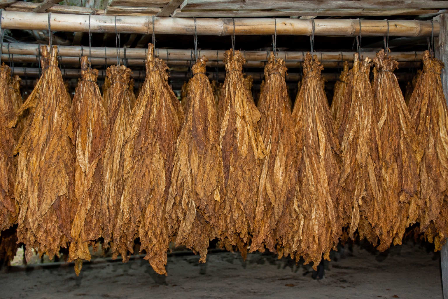Tobacco Kasturi (Voor Oogst) North Jember Grade Lokal 1