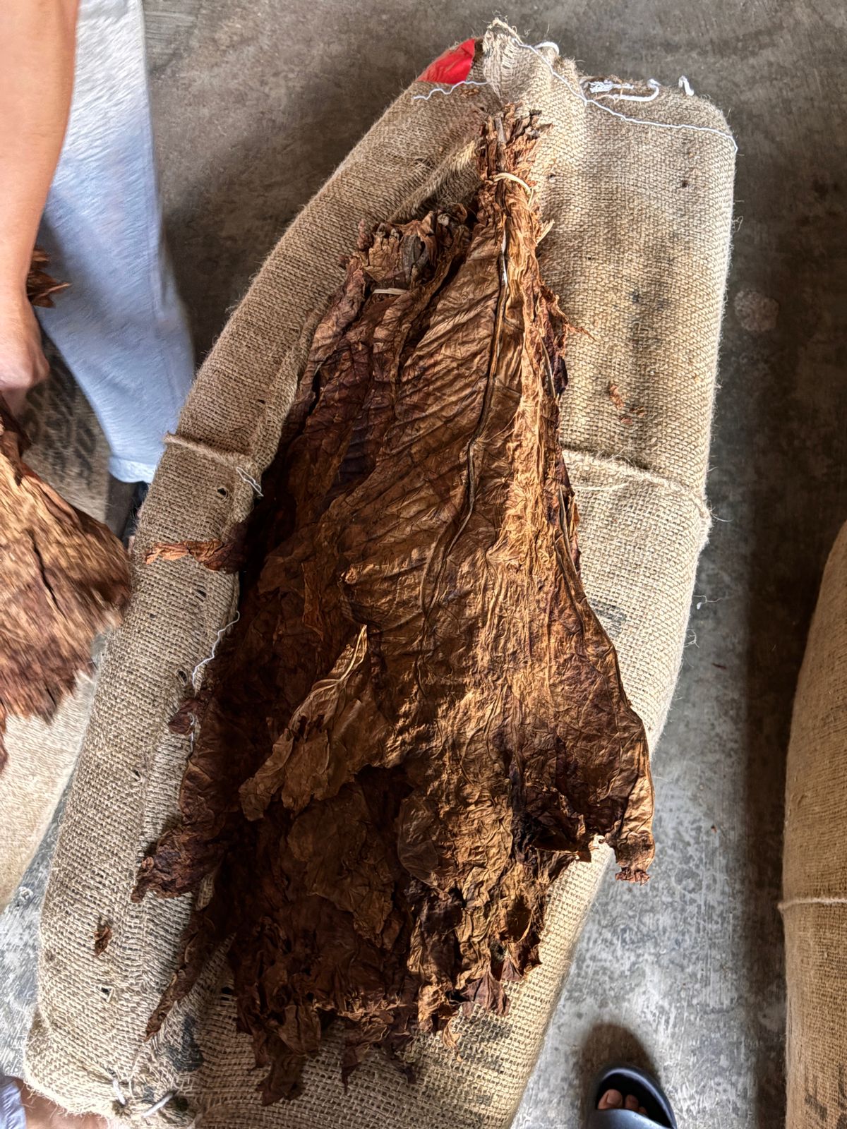 Tobacco Kasturi (Voor Oogst) North Jember Root 1